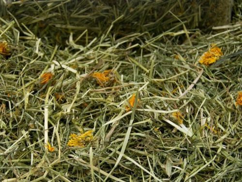 Alpehø m morgenf-Kamille åben