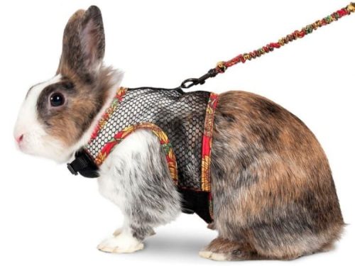 Art Joy sele+line til Kanin