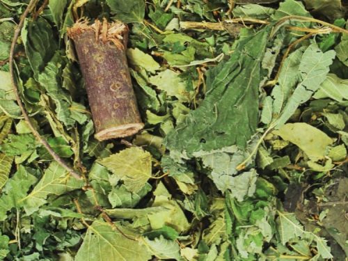 JR07104 JR Farm Skovhemmelighed 100G åben