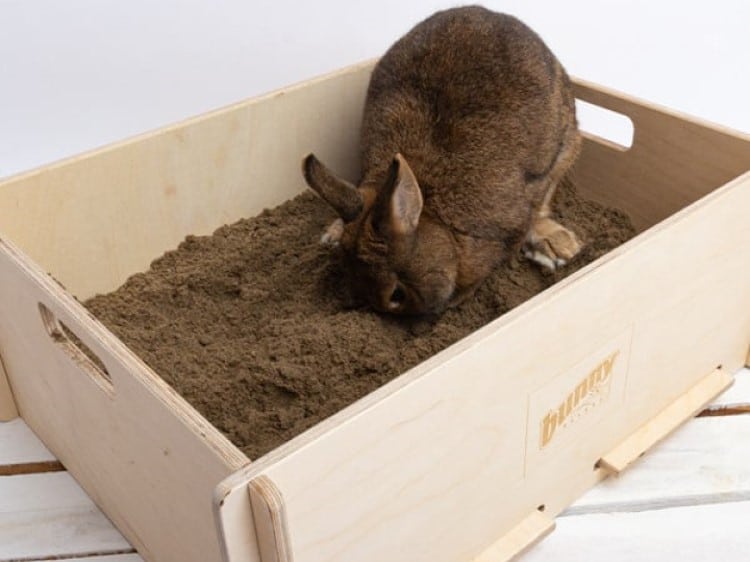 En kanin graver i sand i en træboks fra Bunny, ideel til gnavere og mindre kæledyr.