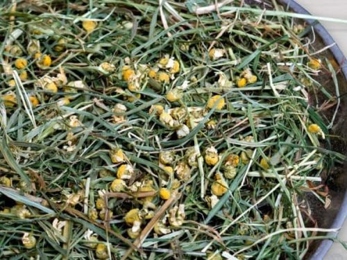 Tørret kamille og græsblanding til gnavere, ideelt som naturlig godbid og tilskud til kosten, fremmer sundhed og velvære. Perfekt til hamstere, marsvin og andre små kæledyr.