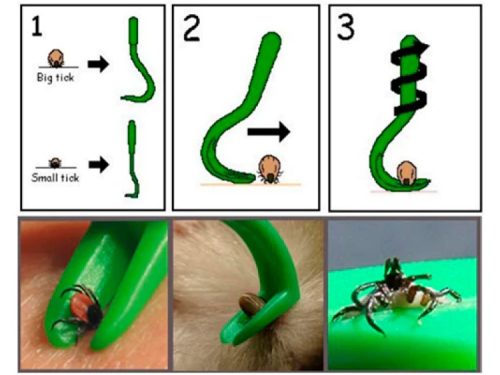 Instruktionsbilleder til ticks fjernelsesværktøj, der viser brug af en grøn tick fjerner til at fjerne både store og små flåter fra kæledyr. Visninger inkluderer trin-for-trin vejledning og billeder af værktøjet i brug på pels. Ideelt til ejere af gnavere og mindre kæledyr for effektiv flåtfjernelse.