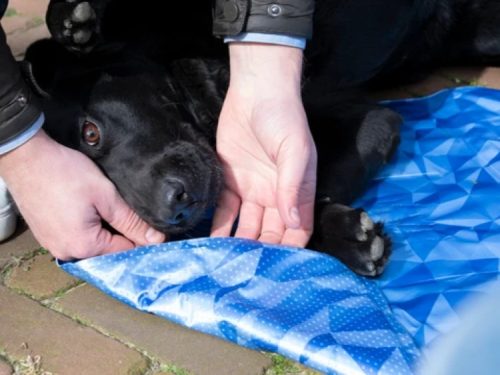 CoolPets Premium Cooling måtte 2